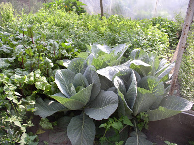 Kapusta-obok-buraka